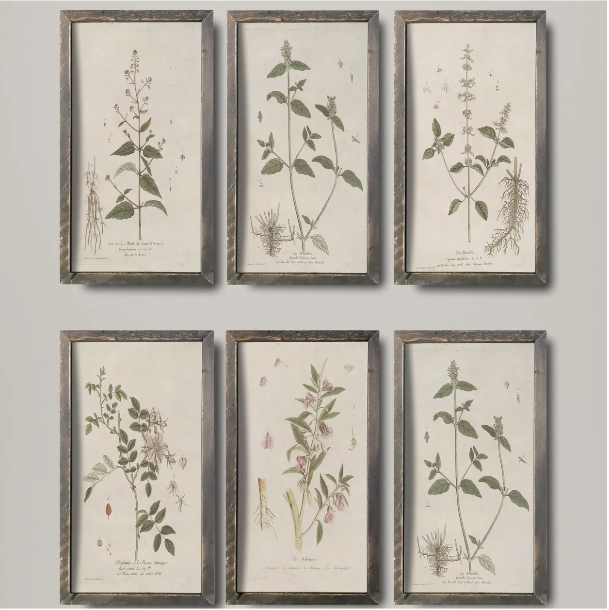 IC215 Vintage Botanical Print
