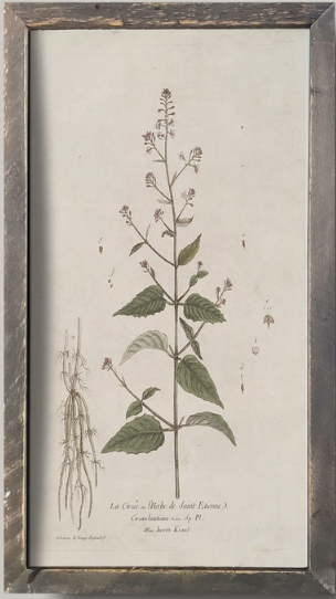 IC215 Vintage Botanical Print