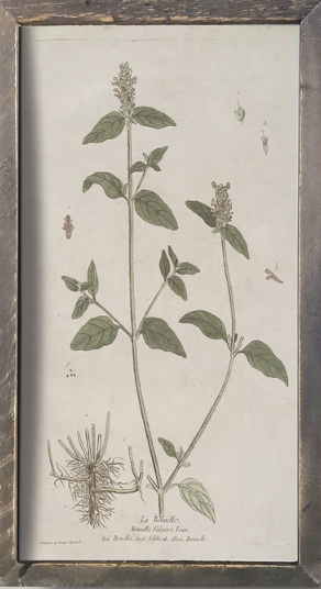 IC215 Vintage Botanical Print