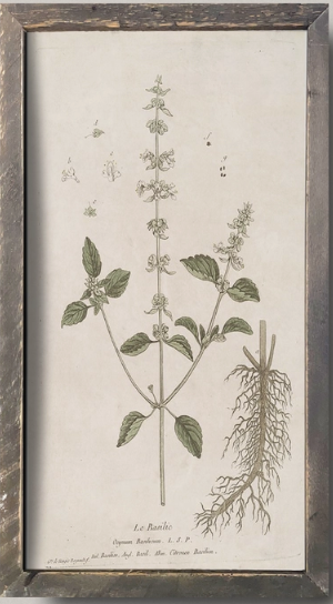IC215 Vintage Botanical Print