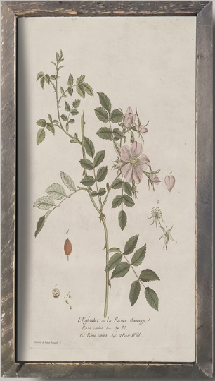 IC215 Vintage Botanical Print