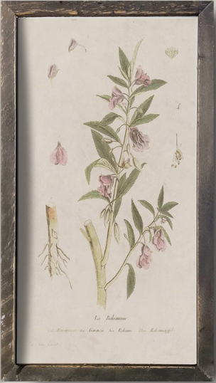 IC215 Vintage Botanical Print