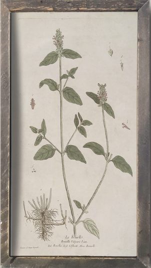 IC215 Vintage Botanical Print