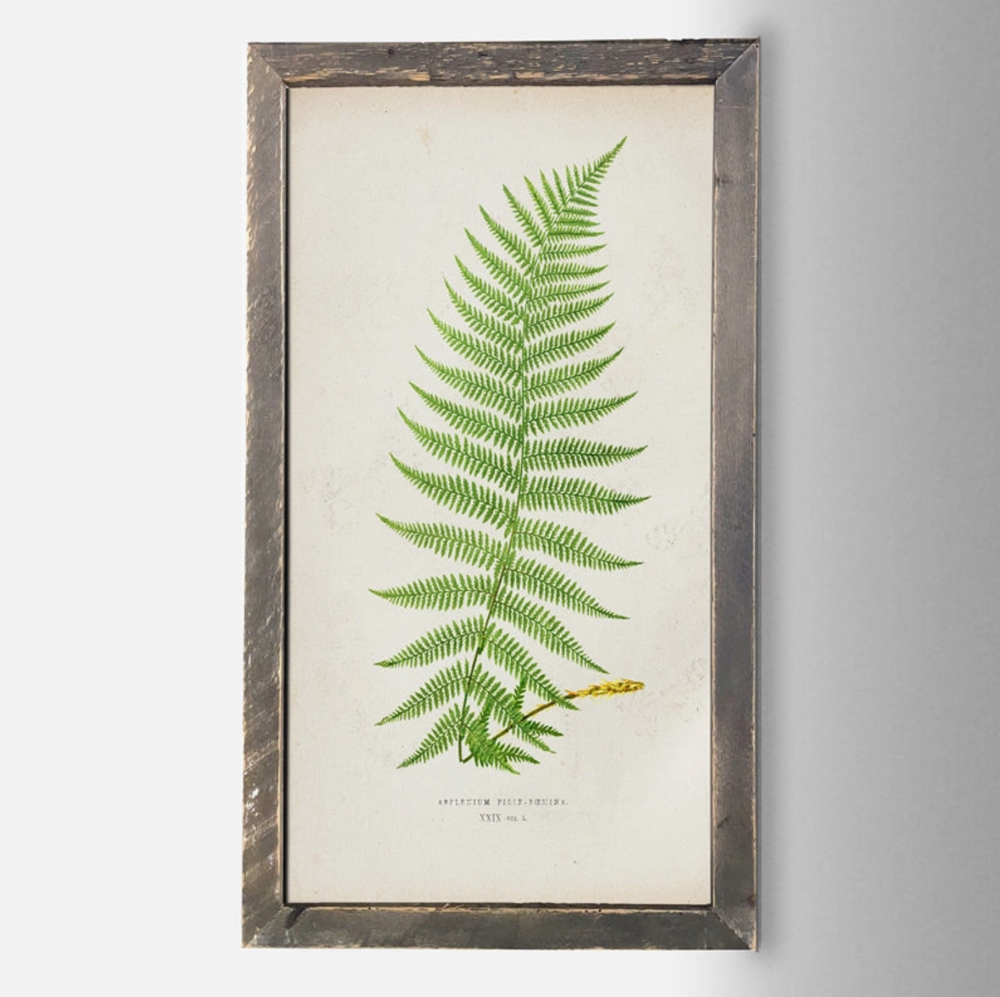 IC135 Fern Print