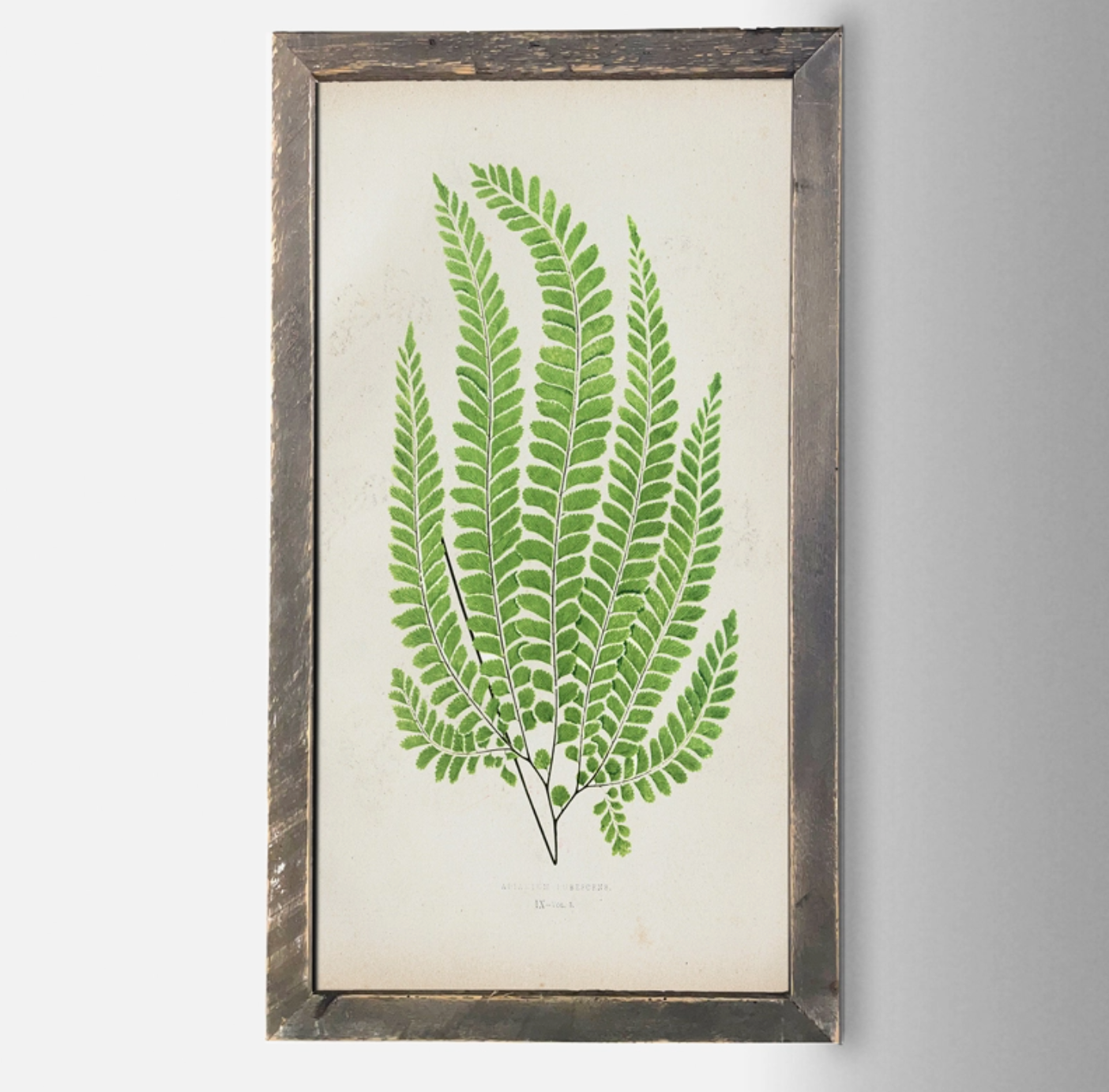 IC135 Fern Print