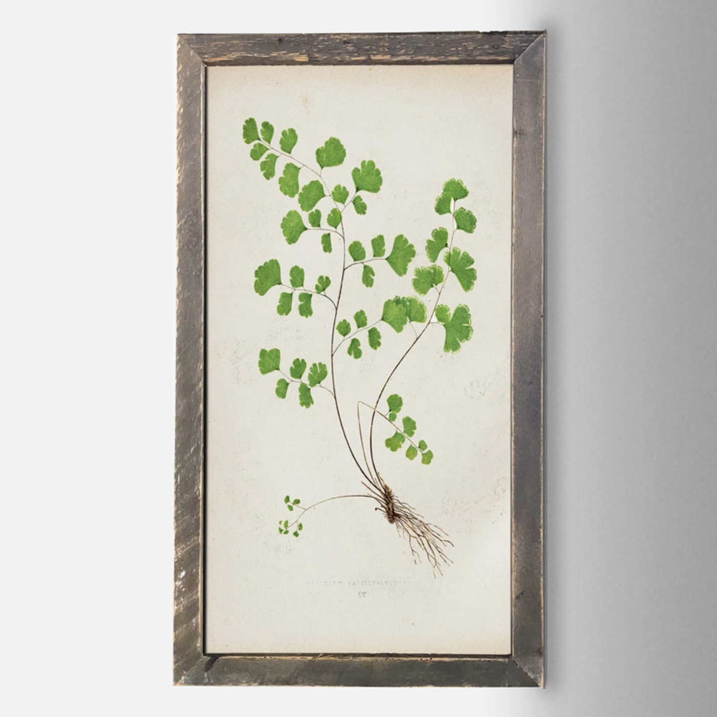 IC135 Fern Print