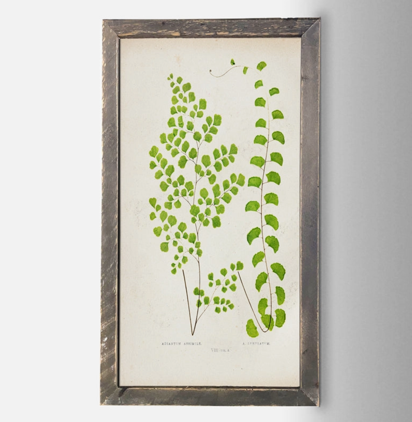 IC135 Fern Print