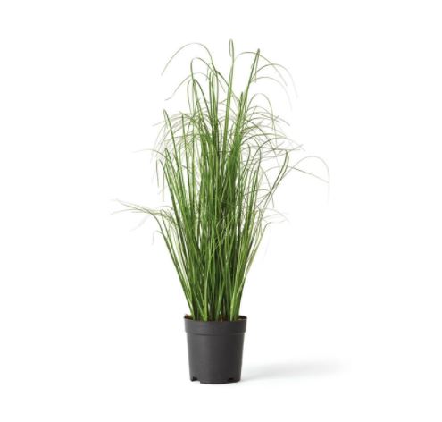 IC185 Onion Grass