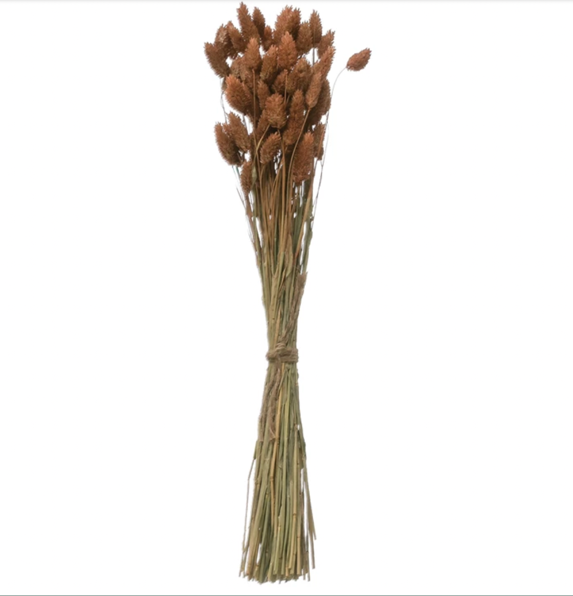 IC128 Dried Natural Canary Grass Bunch