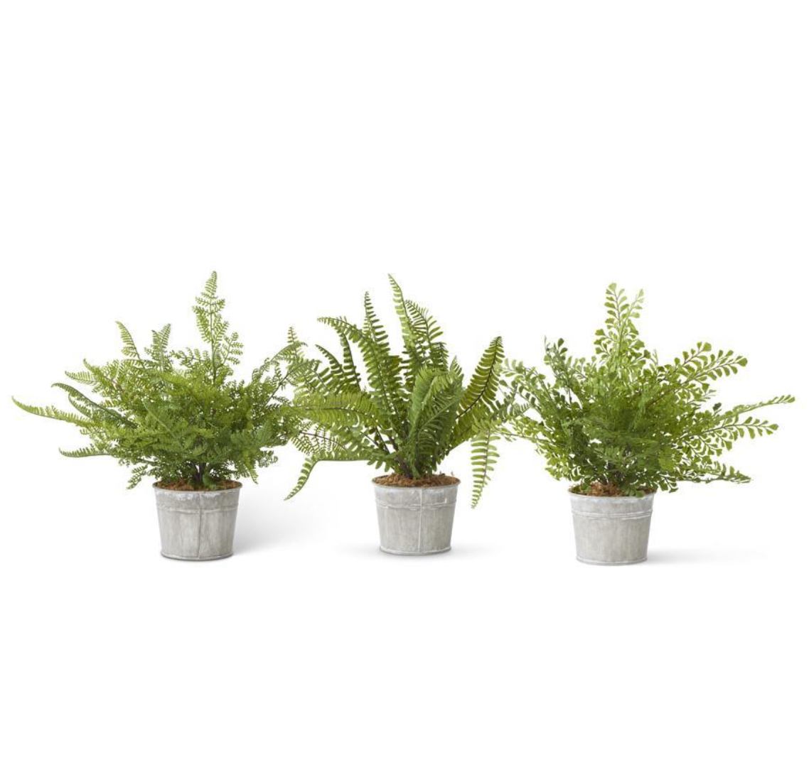 IC109 Assorted Ferns In Metal Pot