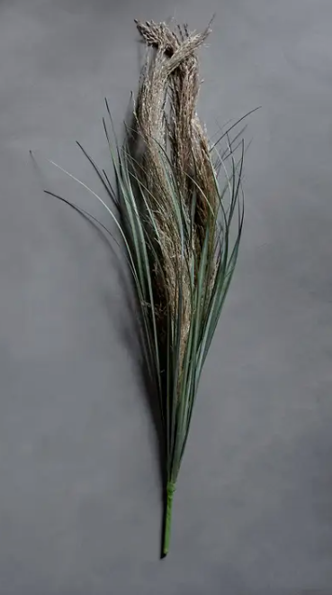 Wild Pampas Grass Stem