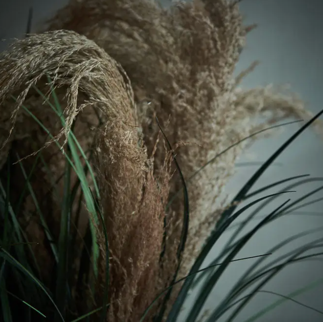 Wild Pampas Grass Stem