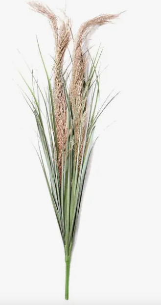 Wild Pampas Grass Stem