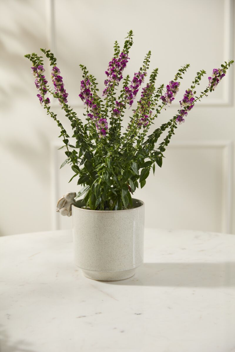 10567.01 Large Sneaky Bunny Pot