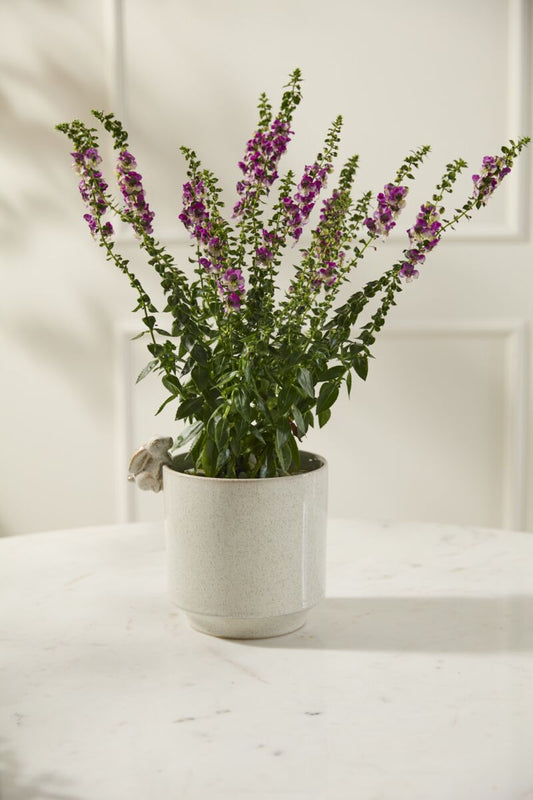 10567.01 Large Sneaky Bunny Pot
