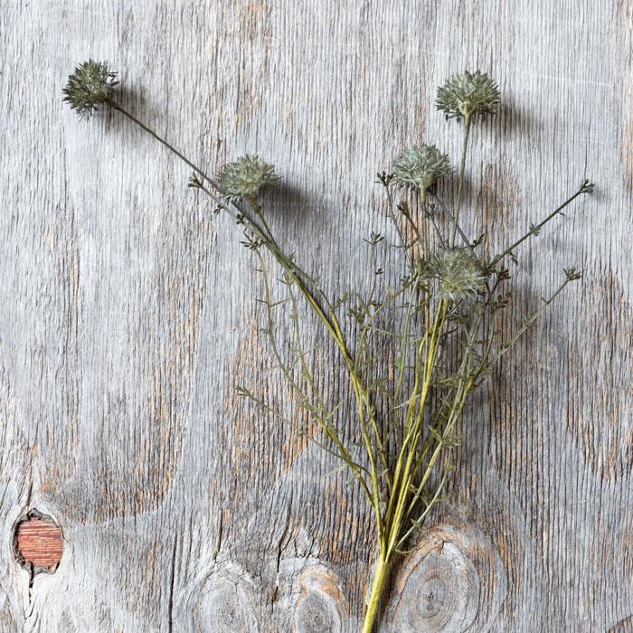 IC177 Melaleuca Stems - Tan