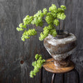 AA-N1-061 Artificial Guelder Spring Green
