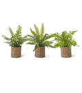 18028A Assorted Ferns in Round Woven Baskets (3 Styles)