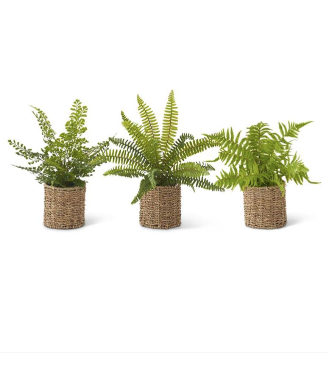 18028A Assorted Ferns in Round Woven Baskets (3 Styles)
