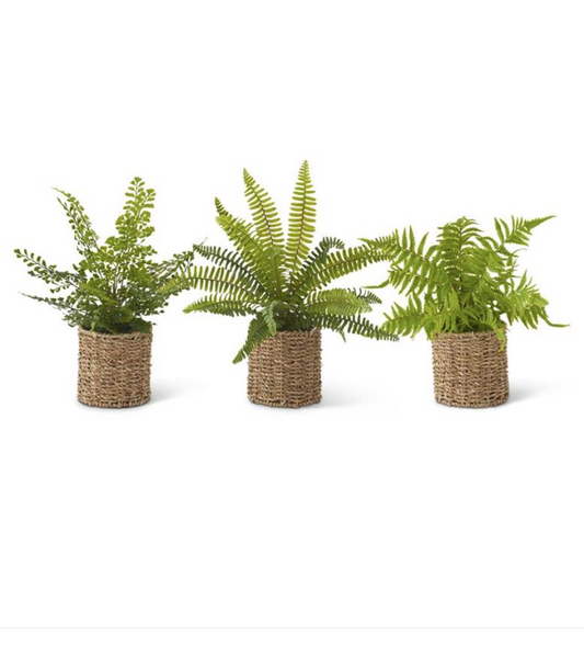18028A Assorted Ferns in Round Woven Baskets (3 Styles)