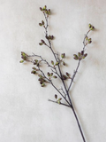 AAG4062  Barberry Stem