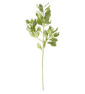 13896A 28" PITTOSPORUM STEM