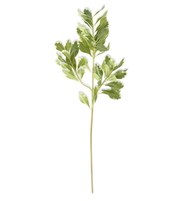 13896A 28" PITTOSPORUM STEM