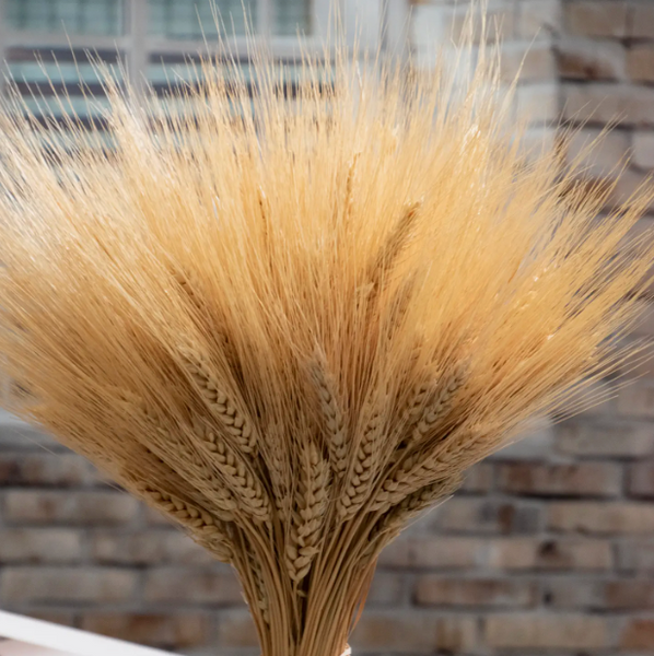 Golden Wheat Bundle