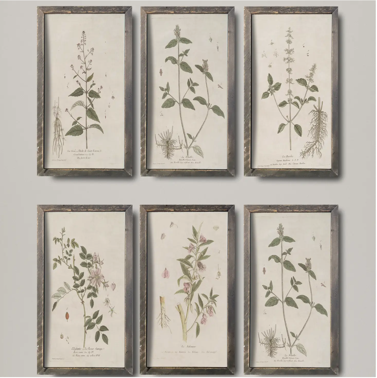 Vintage Botanical Prints - 6 Styles