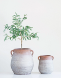 DF0851 Terracotta Urn with Whitewash finish