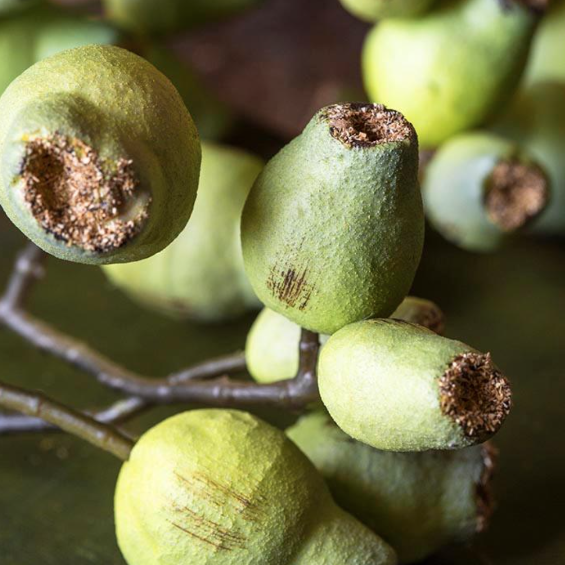 AAH3015  Eucalyptus Gum Nut Stem