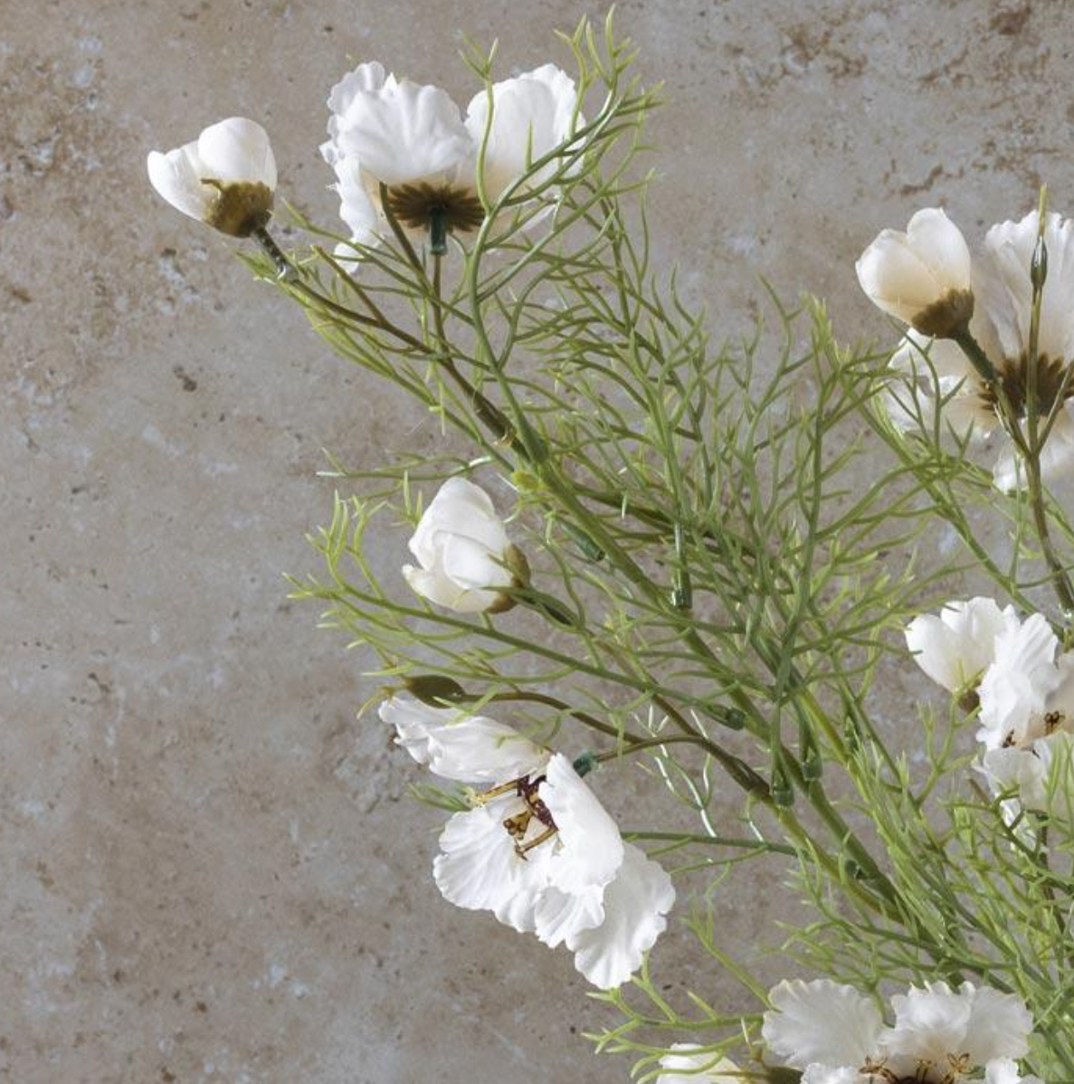 AAL9012  Cosmos Cream Stem
