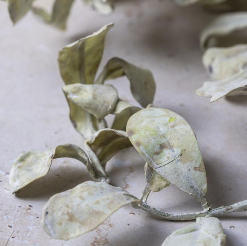 AAH3039 Eucalyptus Cream Stem