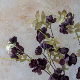 G4058 Quince Blossom Plum
