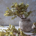 GA060 Ragwort