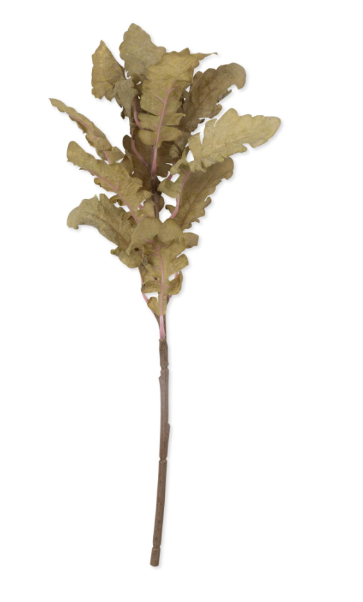 GA060 Ragwort