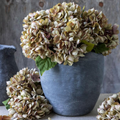 G4036 Hydrangea Dusk