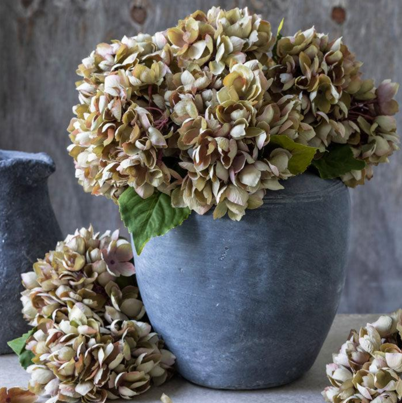 G4036 Hydrangea Dusk