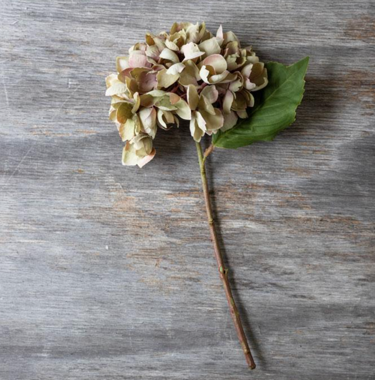G4036 Hydrangea Dusk