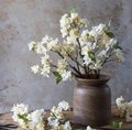 G4047 Apricot Blossom