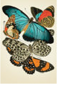 2487-586 poster