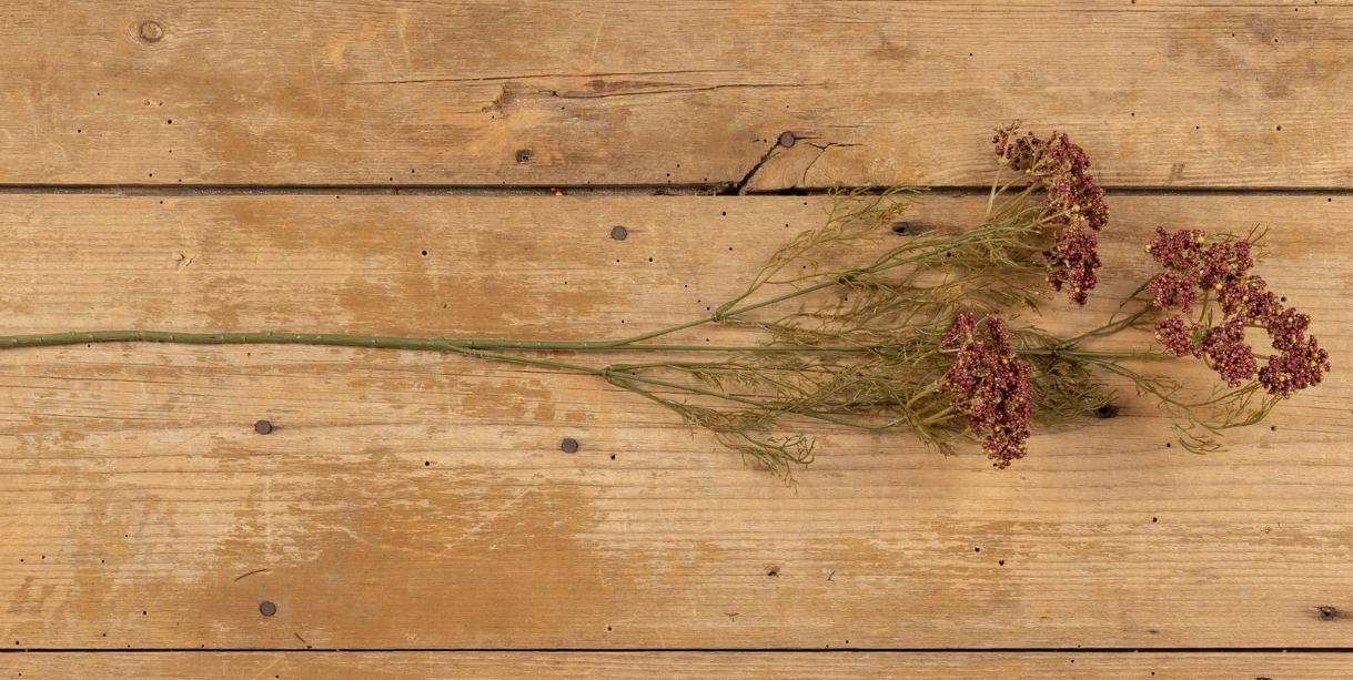 8409 Burgundy Queen Anne Lace Spray