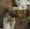 8868 34" Wine Winter Daphne Spray