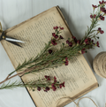 OR224644 29" BURGUNDY WAXFLOWER SPRAY