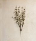 G233297 36" Cream Wild Lantern Bush