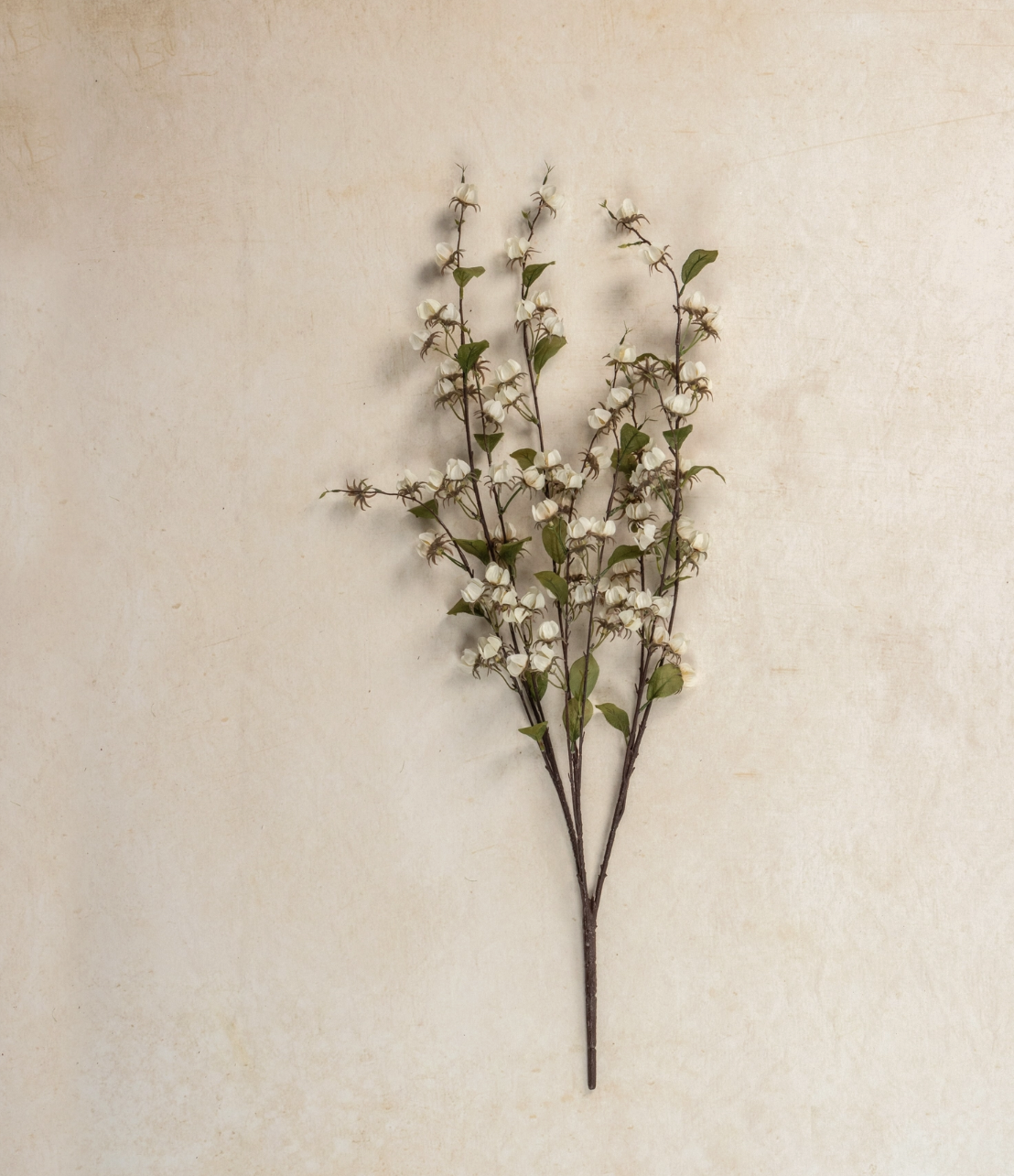 G233297 36" Cream Wild Lantern Bush
