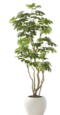 19955F 7.5' Money Tree in White Pot w/ Faux Dirt