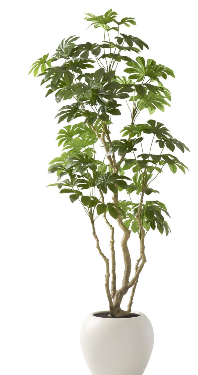 19955F 7.5' Money Tree in White Pot w/ Faux Dirt