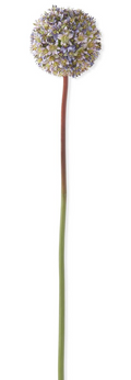 15243A-PUDK 30" Dark Purple Allium Stem