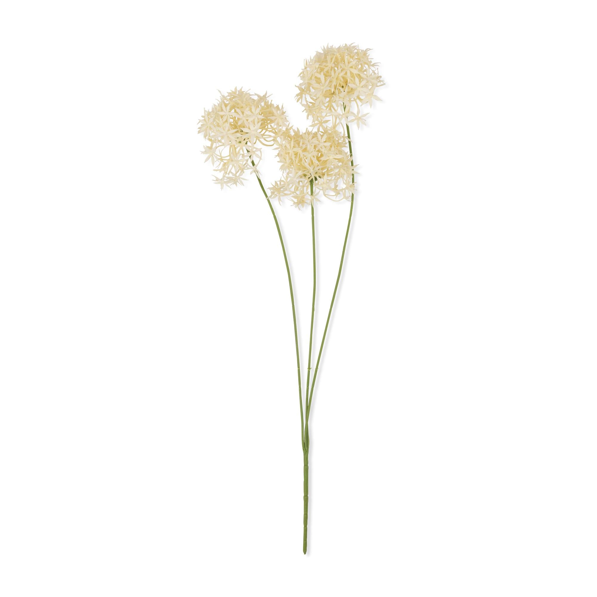 AA-H3-043 Allium Cream Bunch